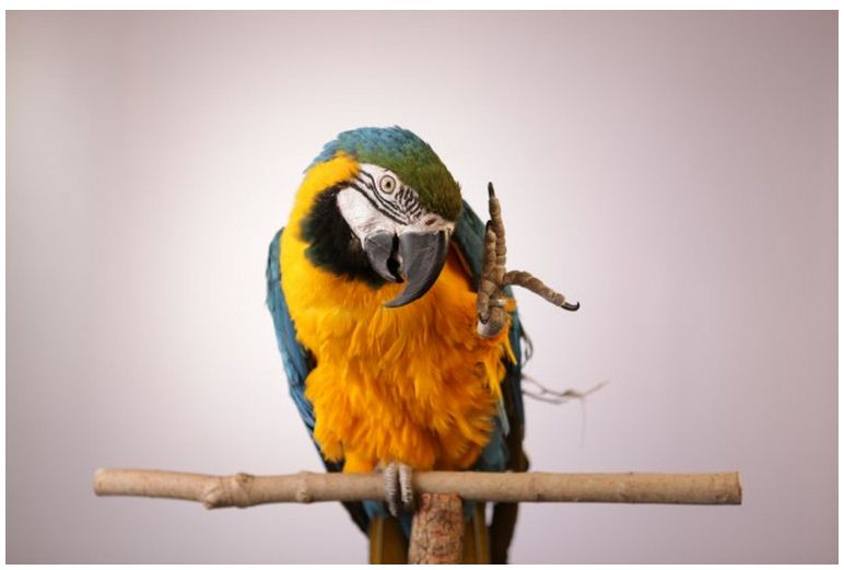 Online Course: Parrot Partnership – Building Trust with Birds