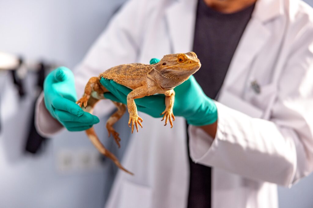 Online Course: Reptile Husbandry – Creating the Perfect Habitat