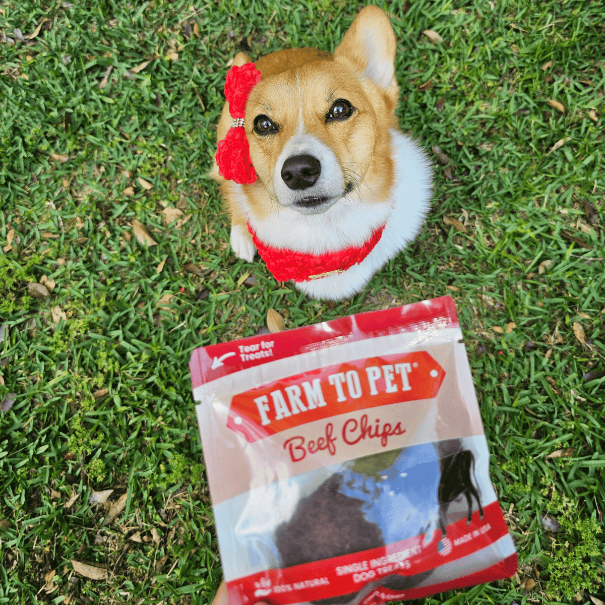 Beef Chips Snack Pack Bundles | Dog Treats for Training & Travel