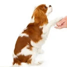 Dog Training Clicker with Wrist Strap