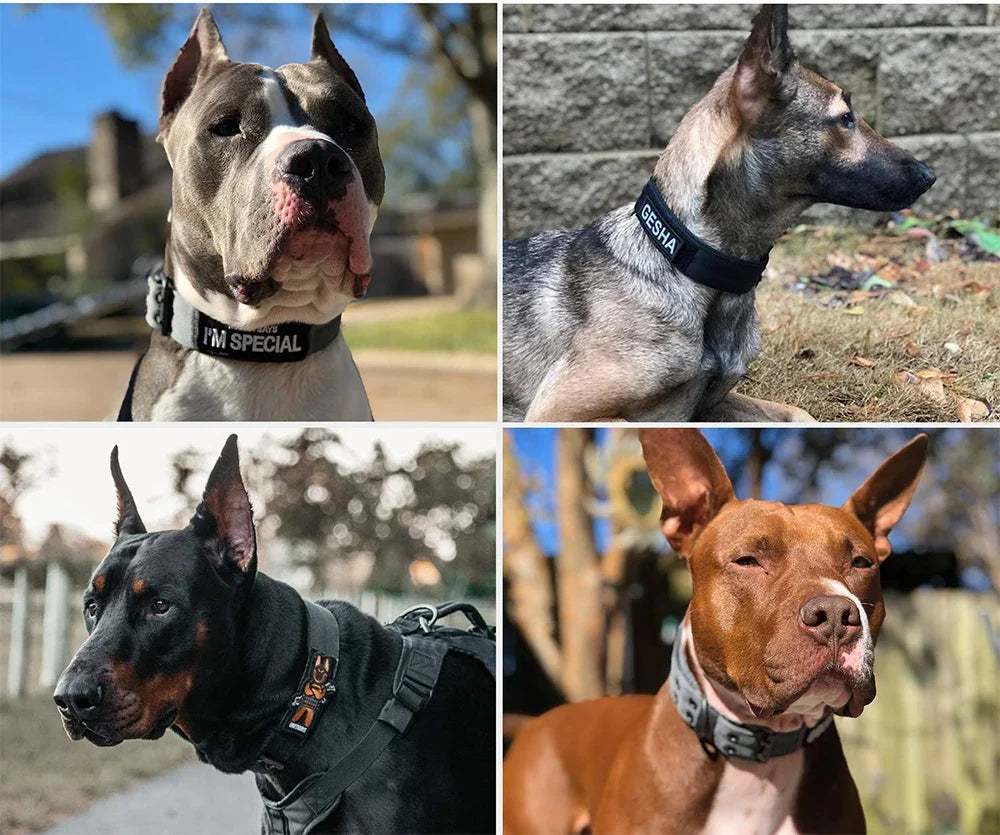 Tactical Nylon Dog Collar