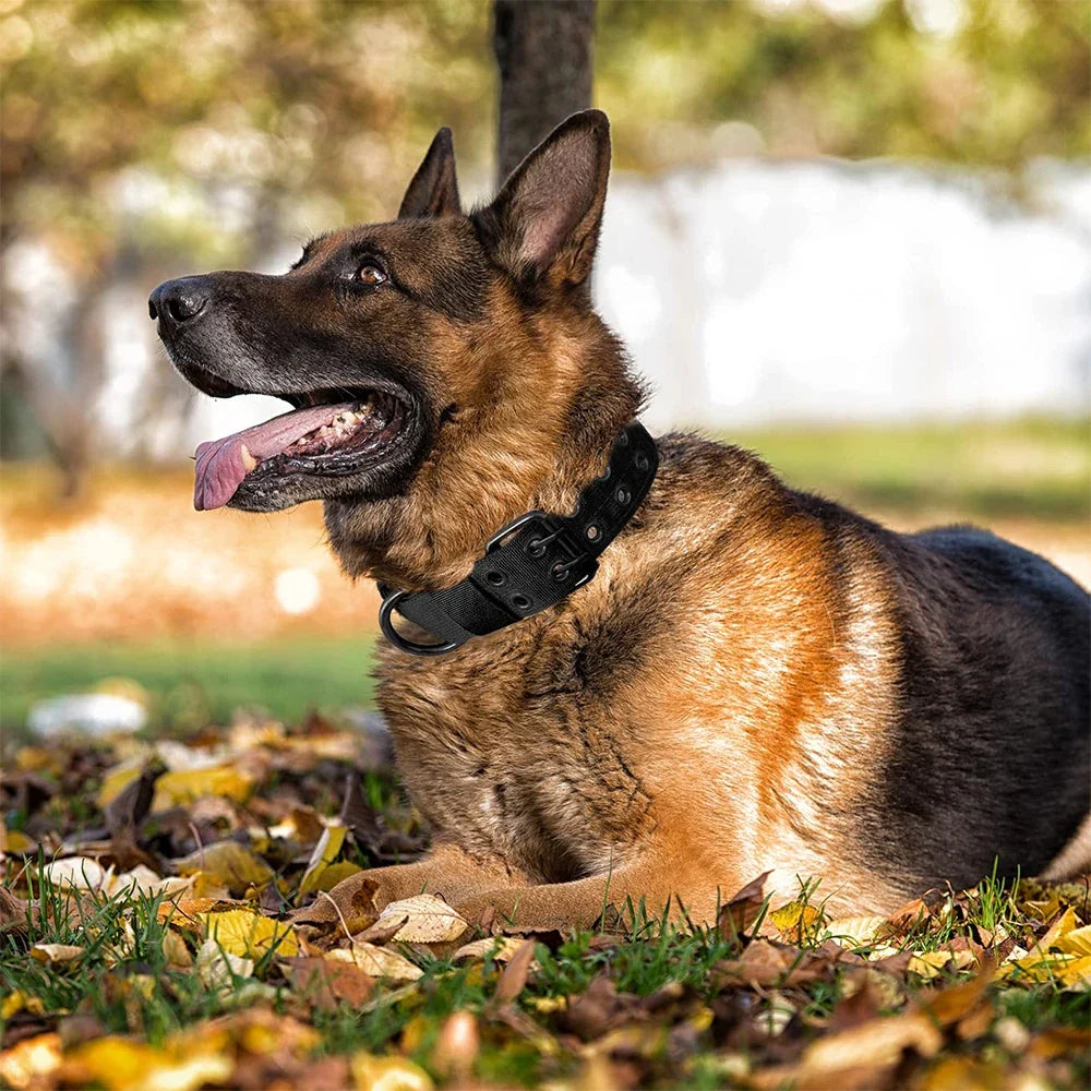 Tactical Nylon Dog Collar