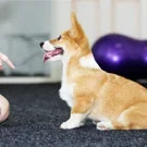 Dog Training Clicker with Wrist Strap