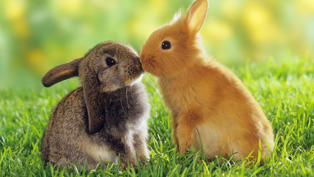 Online Course: Bunny Basics – Rabbit Care 101